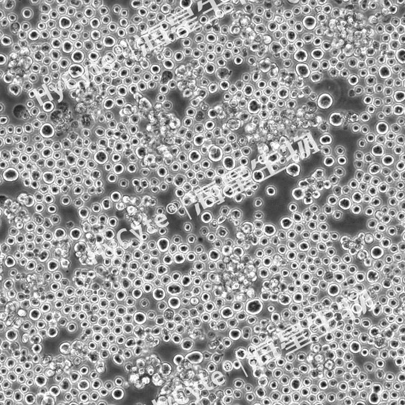 中國倉鼠卵巢癌細胞(CHO-S)